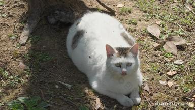 冬末初春公园里怀孕的流浪母猫
